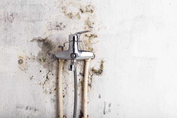 Best Mold Removal Near Me  in Waipio, HI