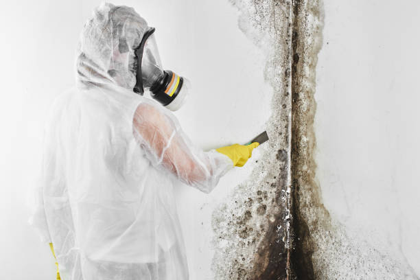 Best Black Mold Removal  in Waipio, HI