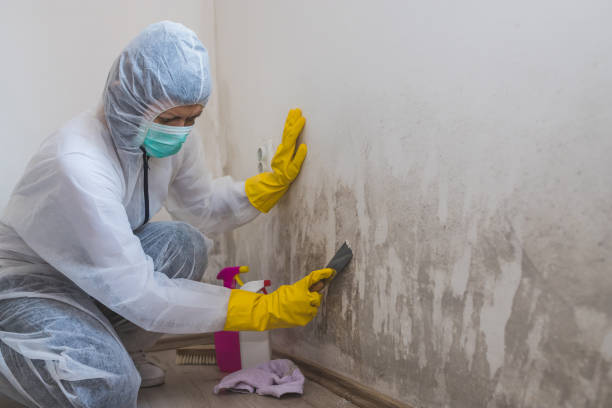 Best Mold Removal Process  in Waipio, HI