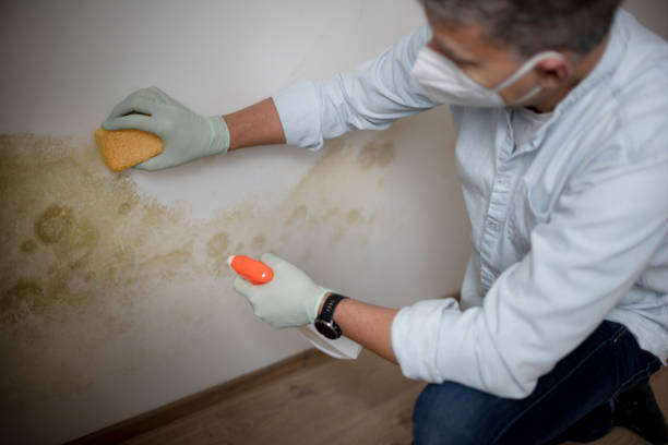 Mold Removal Process in Waipio, HI