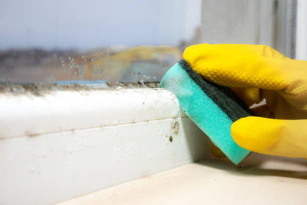 Best Mold Damage Repair  in Waipio, HI