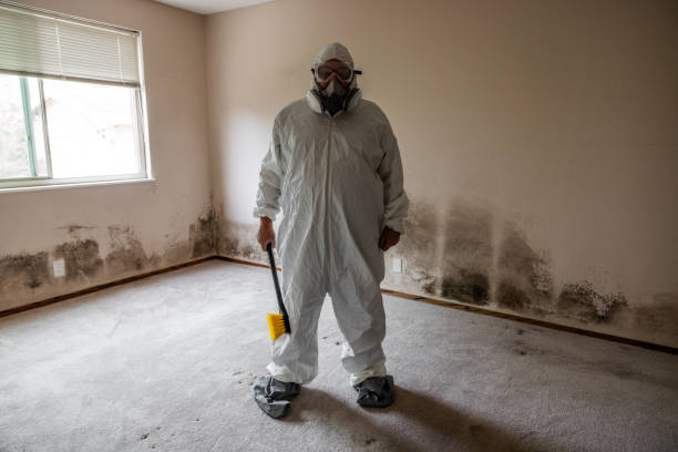 Best Attic Mold Removal  in Waipio, HI