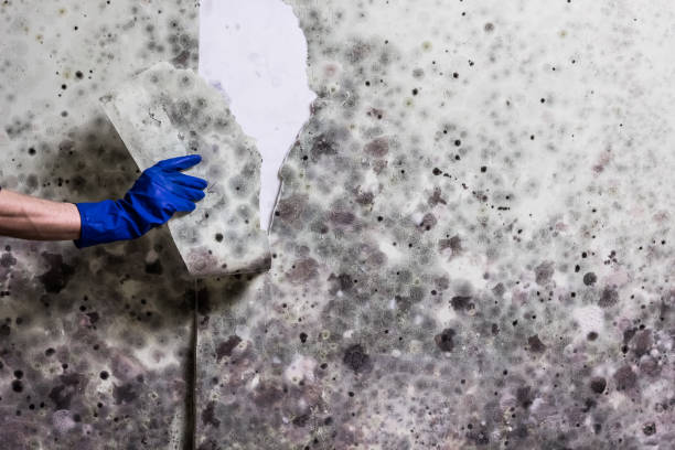 Best Mold Remediation Services  in Waipio, HI