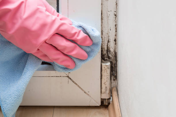 Best Commercial Mold Removal  in Waipio, HI